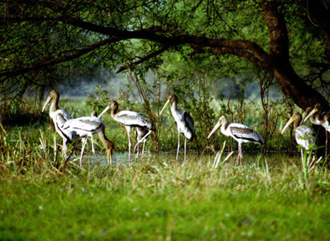 Kumarakom Bird Sanctuary/ കുമരകം പക്ഷി...