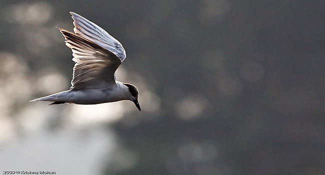 Malyadi Bird Sanctuary /  ಮಲ್ಯಾಡಿ ಪಕ್ಷಿ ಧಾಮ