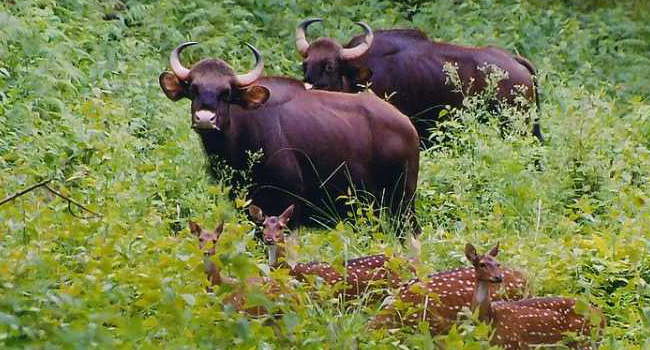 ಆಭಯಾರಣ್ಯ / Wildlife Sanctuary