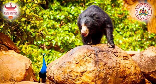 ದರೋಜಿ ಕರಡಿ ಅಭಯಾರಣ್ಯ / Daroji Bear Sanctuary